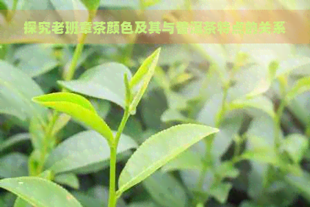 探究老班章茶颜色及其与普洱茶特点的关系