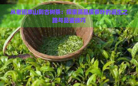 从老班章山到古树茶：探索高品质茶叶的诞生之路与品鉴技巧