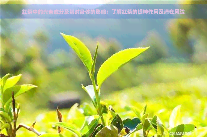 红茶中的兴奋成分及其对身体的影响：了解红茶的提神作用及潜在风险