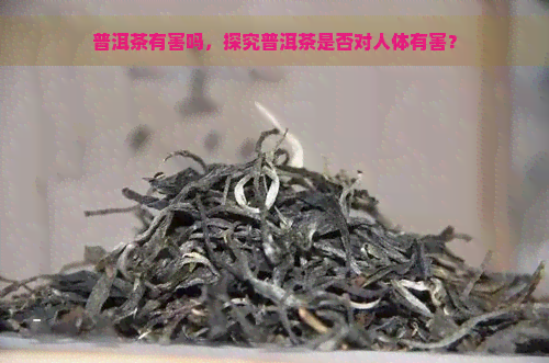 普洱茶有害吗，探究普洱茶是否对人体有害？