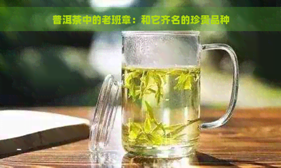 普洱茶中的老班章：和它齐名的珍贵品种