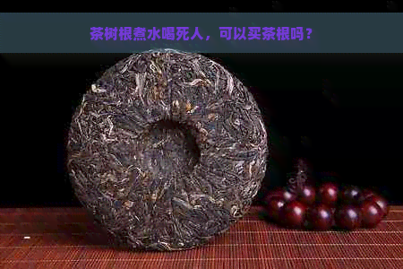 茶树根煮水喝死人，可以买茶根吗？