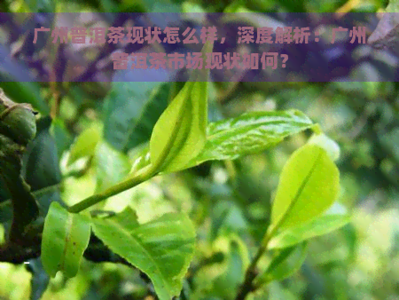 广州普洱茶现状怎么样，深度解析：广州普洱茶市场现状如何？