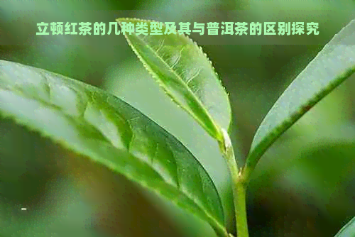 立顿红茶的几种类型及其与普洱茶的区别探究