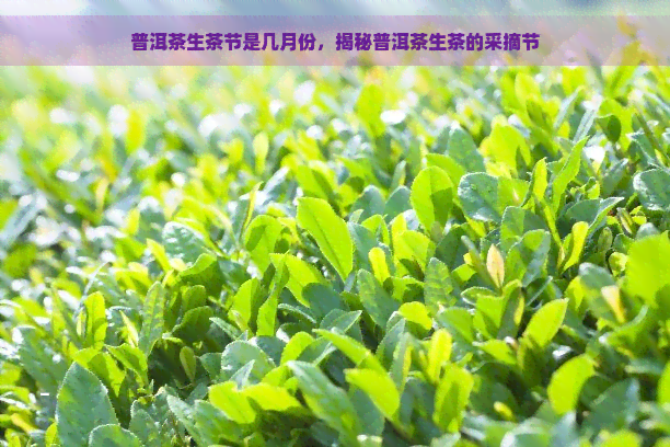 普洱茶生茶节是几月份，揭秘普洱茶生茶的采摘节