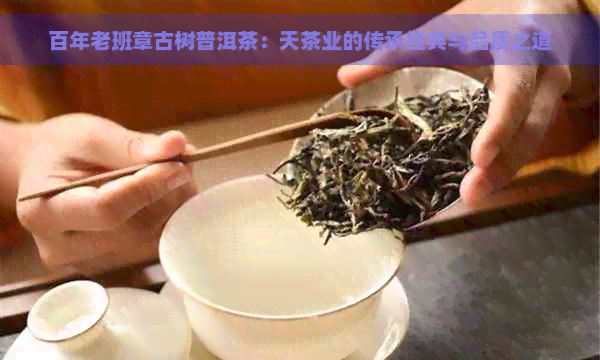 百年老班章古树普洱茶：天茶业的传承经典与品质之道