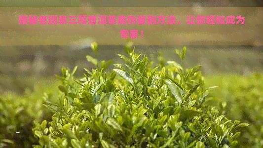 揭秘老班章三爬普洱茶真伪鉴别方法，让你轻松成为专家！