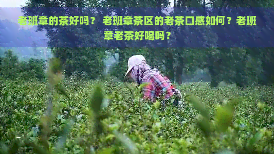 老班章的茶好吗？ 老班章茶区的老茶口感如何？老班章老茶好喝吗？