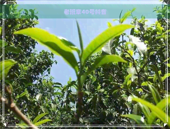 老班章40号抖音