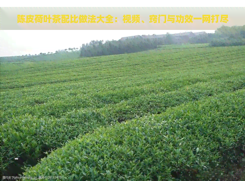 陈皮荷叶茶配比做法大全：视频、窍门与功效一网打尽