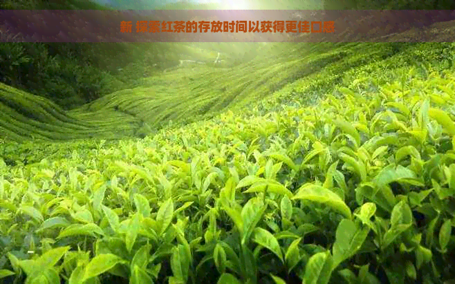 新 探索红茶的存放时间以获得更佳口感