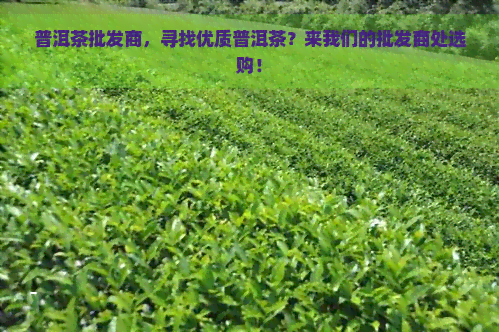 普洱茶批发商，寻找优质普洱茶？来我们的批发商处选购！