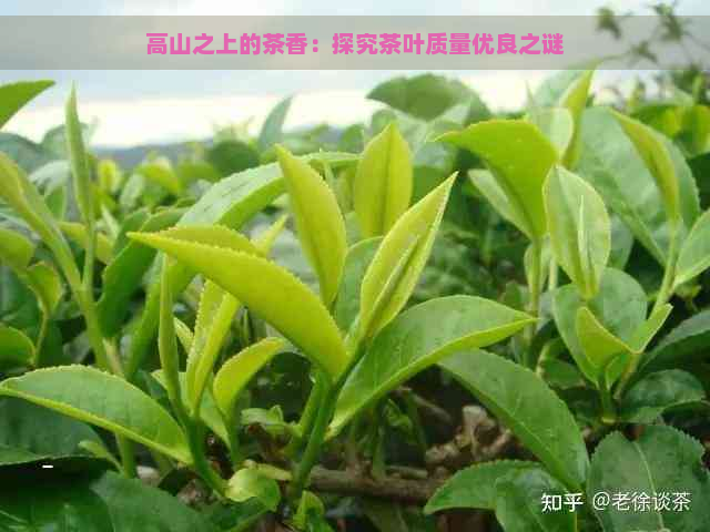 高山之上的茶香：探究茶叶质量优良之谜