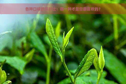 各种口味燃茶对比：哪一种才是您最喜欢的？