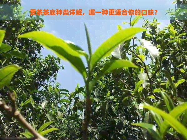 贡茶茶底种类详解，哪一种更适合你的口味？