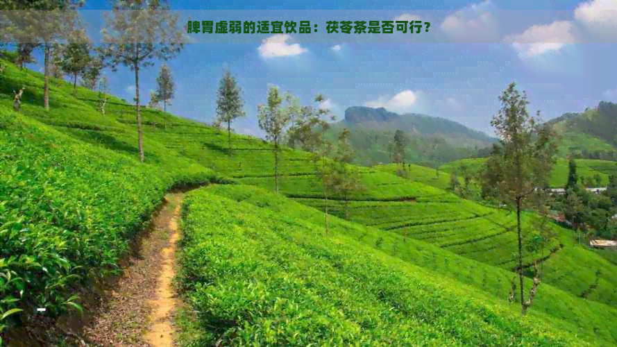 脾胃虚弱的适宜饮品：茯苓茶是否可行？