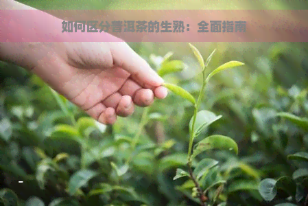 如何区分普洱茶的生熟：全面指南