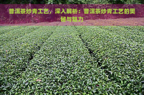 普洱茶炒青工艺，深入解析：普洱茶炒青工艺的奥秘与魅力