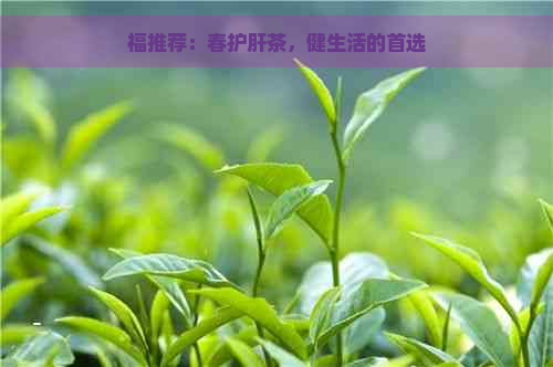 福推荐：春护肝茶，健生活的首选