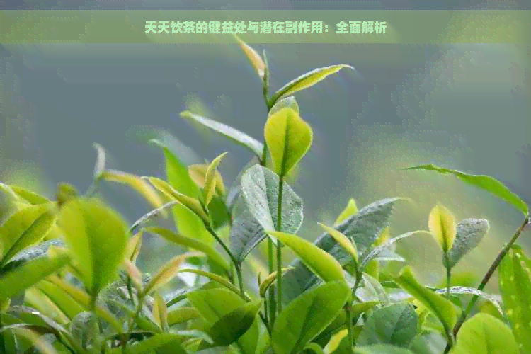 天天饮茶的健益处与潜在副作用：全面解析