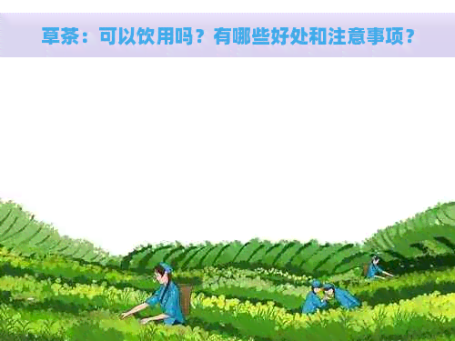 草茶：可以饮用吗？有哪些好处和注意事项？