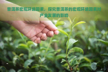 普洱茶宏观环境因素，探究普洱茶的宏观环境因素对产业发展的影响