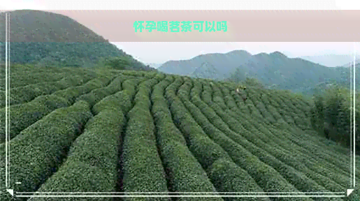 怀孕喝茗茶可以吗