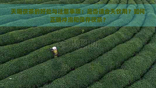 天喝茯茶的好处与注意事项：是否适合天饮用？如何正确冲泡和保存茯茶？