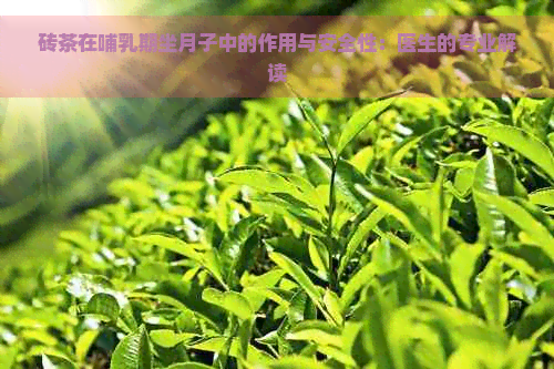 砖茶在哺乳期坐月子中的作用与安全性：医生的专业解读