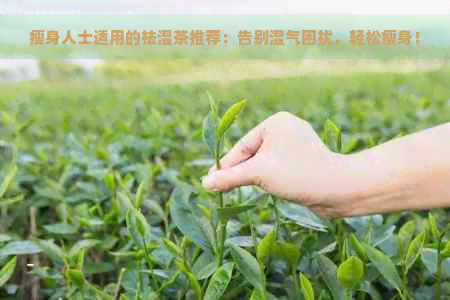 瘦身人士适用的祛湿茶推荐：告别湿气困扰，轻松瘦身！