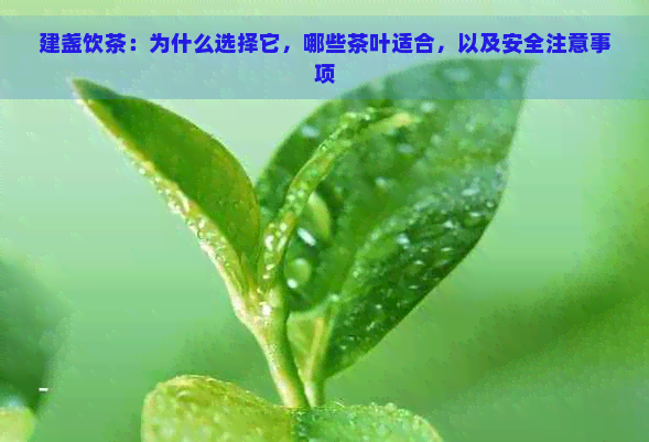 建盏饮茶：为什么选择它，哪些茶叶适合，以及安全注意事项