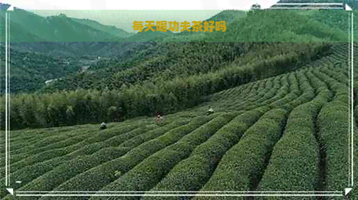 每天喝功夫茶好吗