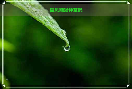 痛风能喝仲茶吗