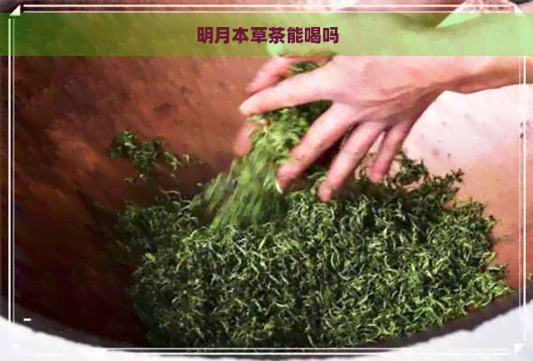 明月本草茶能喝吗