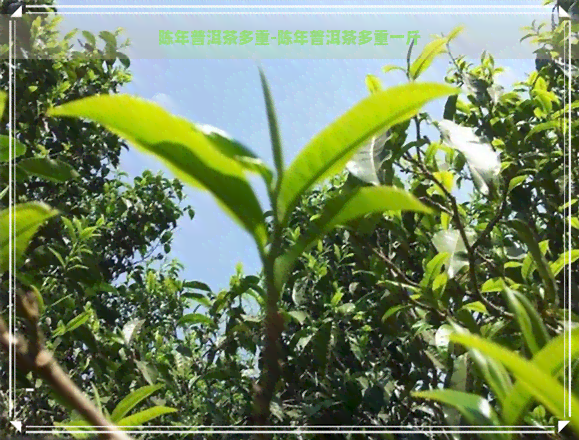 陈年普洱茶多重-陈年普洱茶多重一斤