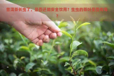 普洱茶长虫了，是否还能安全饮用？生虫的茶叶是否有？