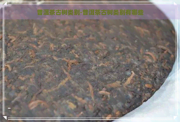 普洱茶古树类别-普洱茶古树类别有哪些