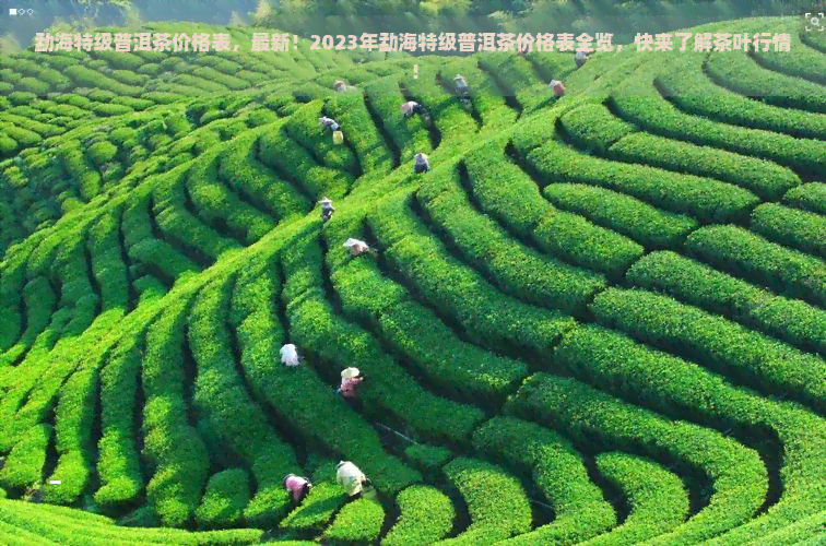 勐海特级普洱茶价格表，最新！2023年勐海特级普洱茶价格表全览，快来了解茶叶行情！