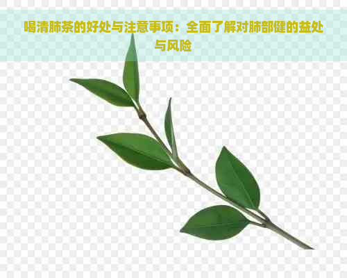 喝清肺茶的好处与注意事项：全面了解对肺部健的益处与风险