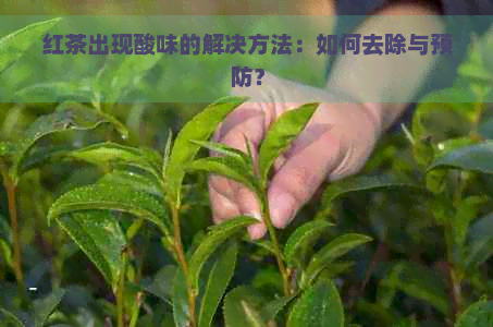 红茶出现酸味的解决方法：如何去除与预防？