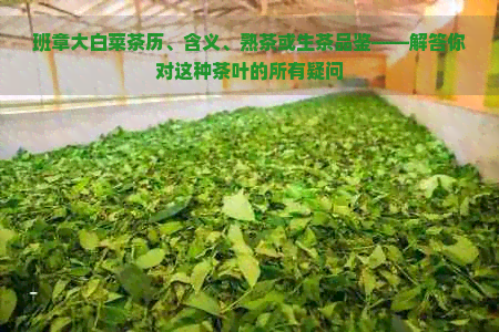 班章大白菜茶历、含义、熟茶或生茶品鉴——解答你对这种茶叶的所有疑问