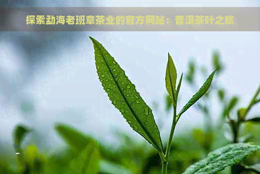 探索勐海老班章茶业的官方网站：普洱茶叶之旅