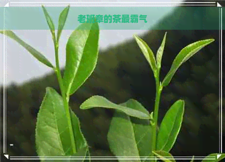 老班章的茶最霸气