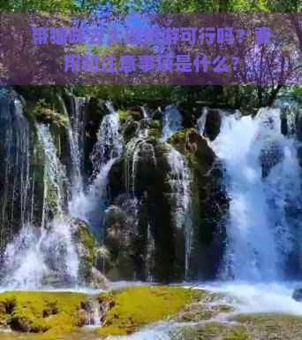 带猫咪去大理旅游可行吗？费用和注意事项是什么？