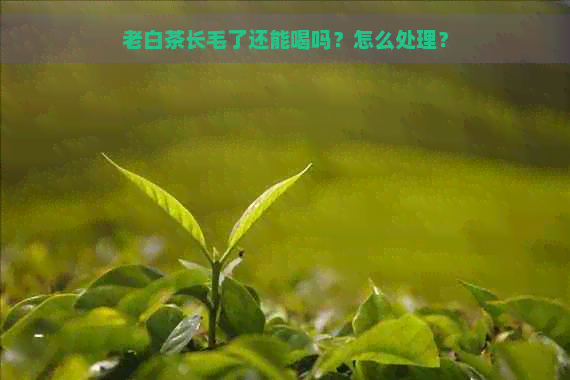 老白茶长毛了还能喝吗？怎么处理？