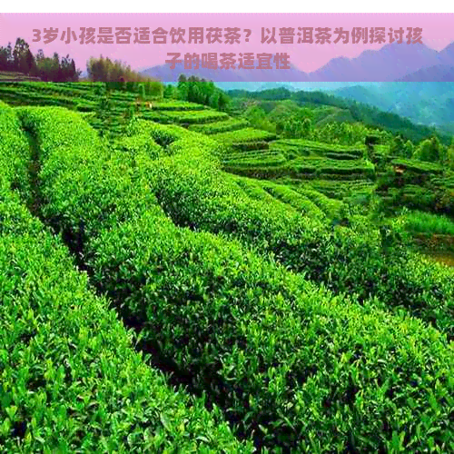 3岁小孩是否适合饮用茯茶？以普洱茶为例探讨孩子的喝茶适宜性