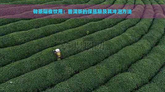 砖茶隔夜饮用：普洱茶的保质期及其冲泡方法