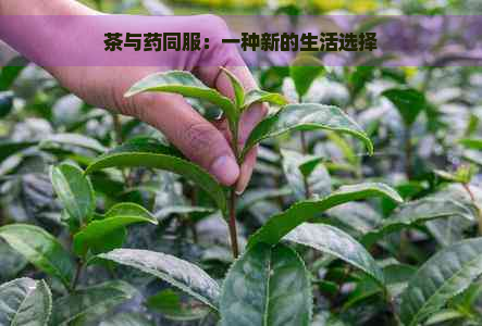 茶与药同服：一种新的生活选择