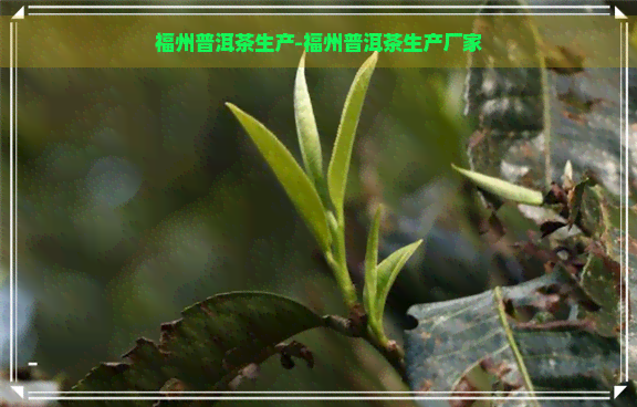 福州普洱茶生产-福州普洱茶生产厂家