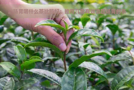 清肠胃喝什么茶比较好：推荐几款有效清理肠胃的茶